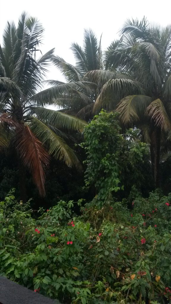 View from my house. Tamatave has a lot of trees