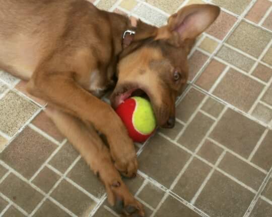 My new companion. He has learnt to play ball very well!